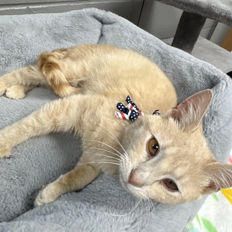 A young medium-sized male Buff / Tan / Fawn Domestic Short Hair cat named Purrfect Diego for adoption in Burlington, NC