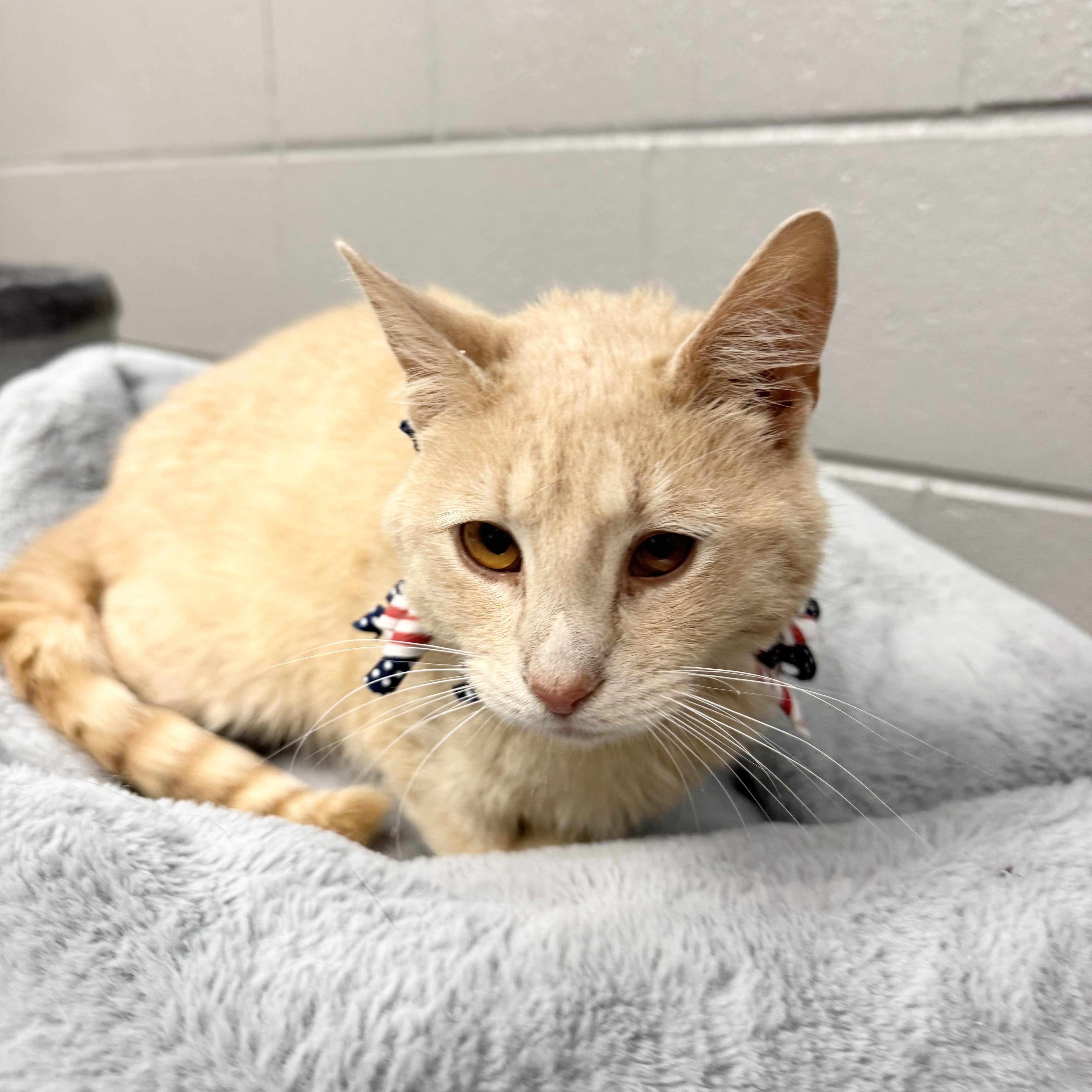 Purrfect Diego thumbnail 2