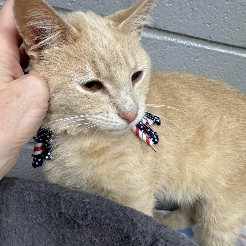 Purrfect Diego thumbnail 3