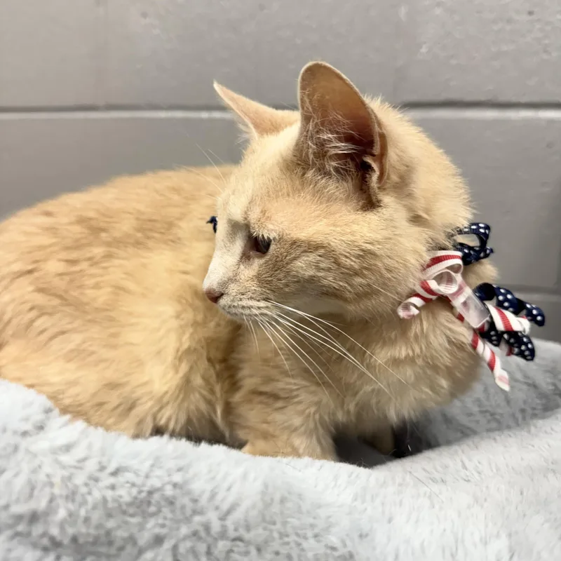 Purrfect Diego thumbnail 4