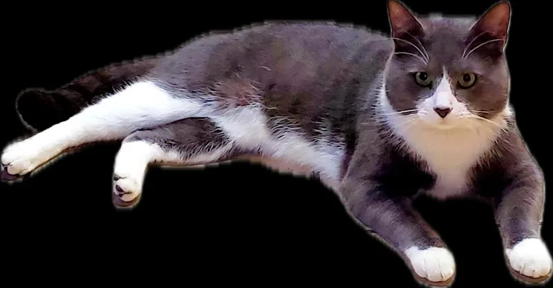 An adult medium-sized male Domestic Short Hair cat named Greyson for adoption in Jacksonville, FL