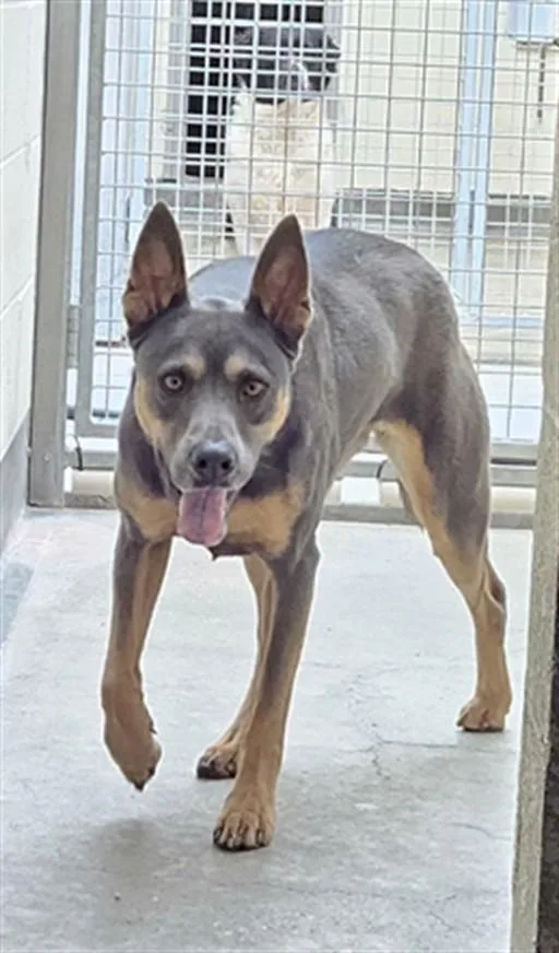 An adult medium-sized female Pit Bull Terrier dog named Donna for adoption in Los Angeles, CA