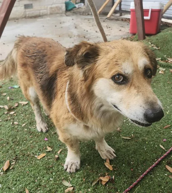 A young medium-sized male Australian Shepherd dog named Napoleon for adoption in San Antonio, TX