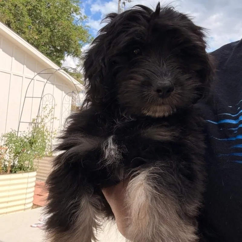 A baby medium-sized female Black Maltese dog named Mable for adoption in Brentwood, CA