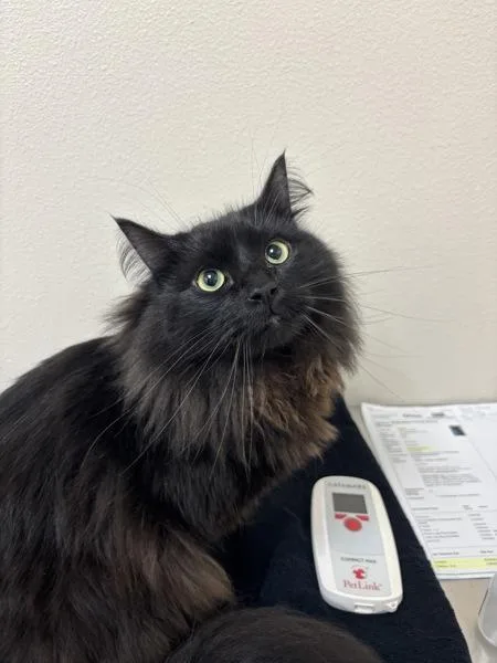 An adult small-sized male Domestic Long Hair cat named Orion for adoption in Sherwood, OR