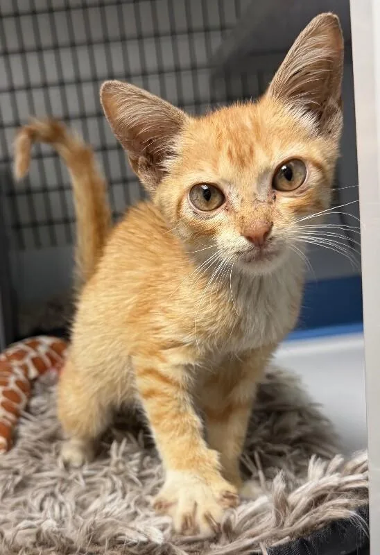 A young medium-sized female Orange / Red Domestic Short Hair cat named Doja Cat for adoption in Katy, TX