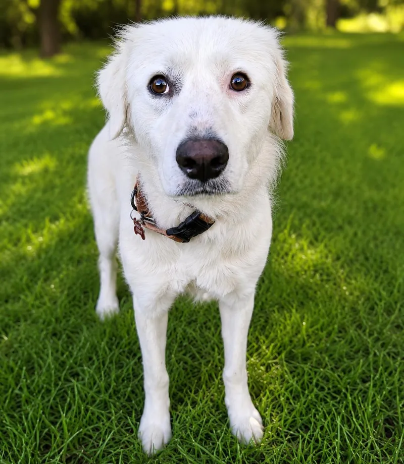 A young large-sized female White / Cream Great Pyrenees dog named Haven for adoption in Kiowa, OK