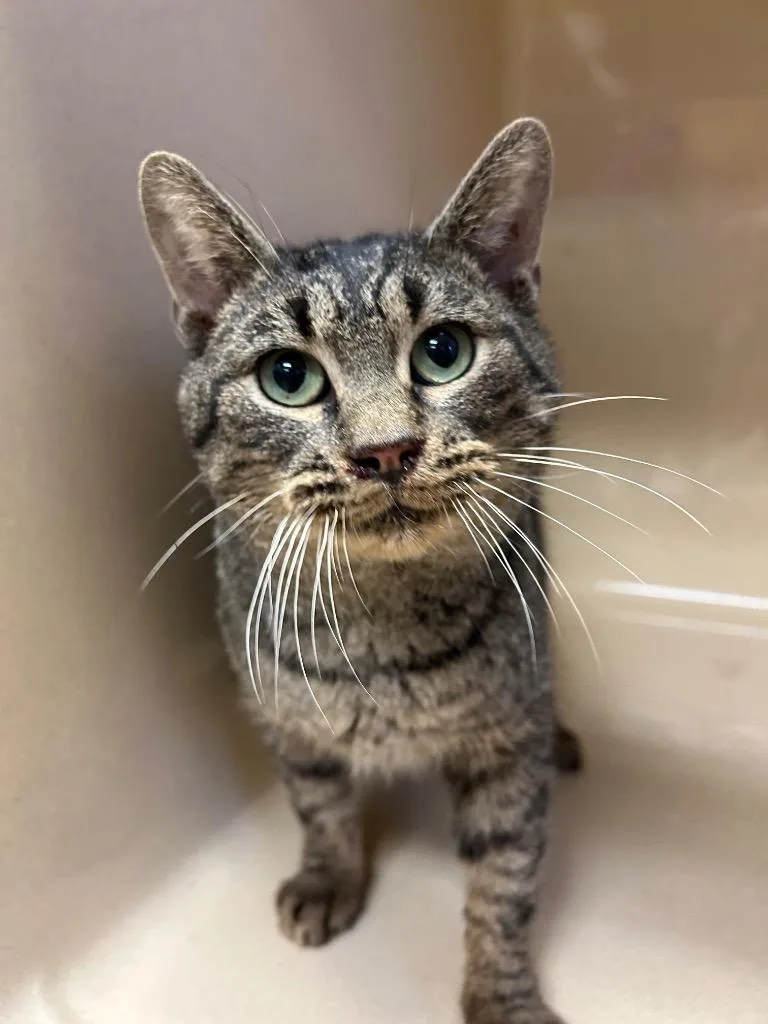 An adult medium-sized male Domestic Short Hair cat named Yoshi for adoption in West Union, OH