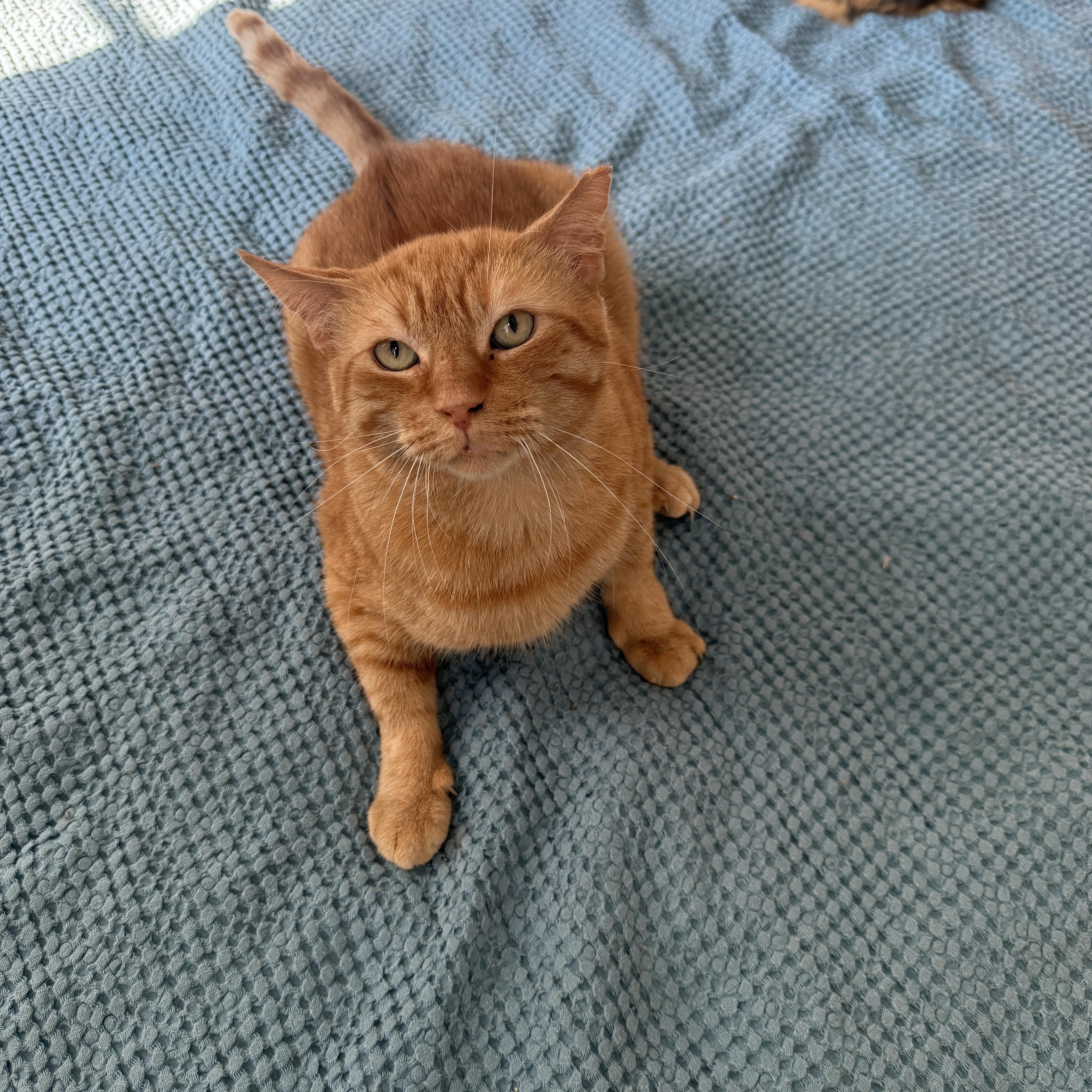 An adult medium-sized male Tabby (Orange / Red) Domestic Short Hair cat named Big Orangie for adoption in Brooklyn, NY