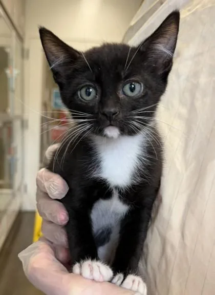 A baby small-sized male Domestic Short Hair cat named Goat for adoption in Bellevue, WA