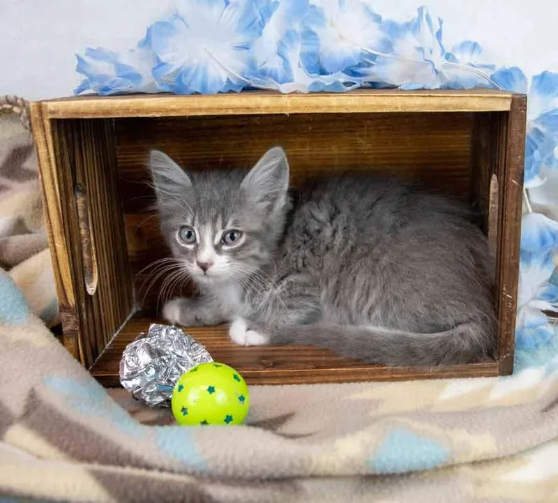 A baby medium-sized female Domestic Medium Hair cat named Rey for adoption in Kennesaw, GA