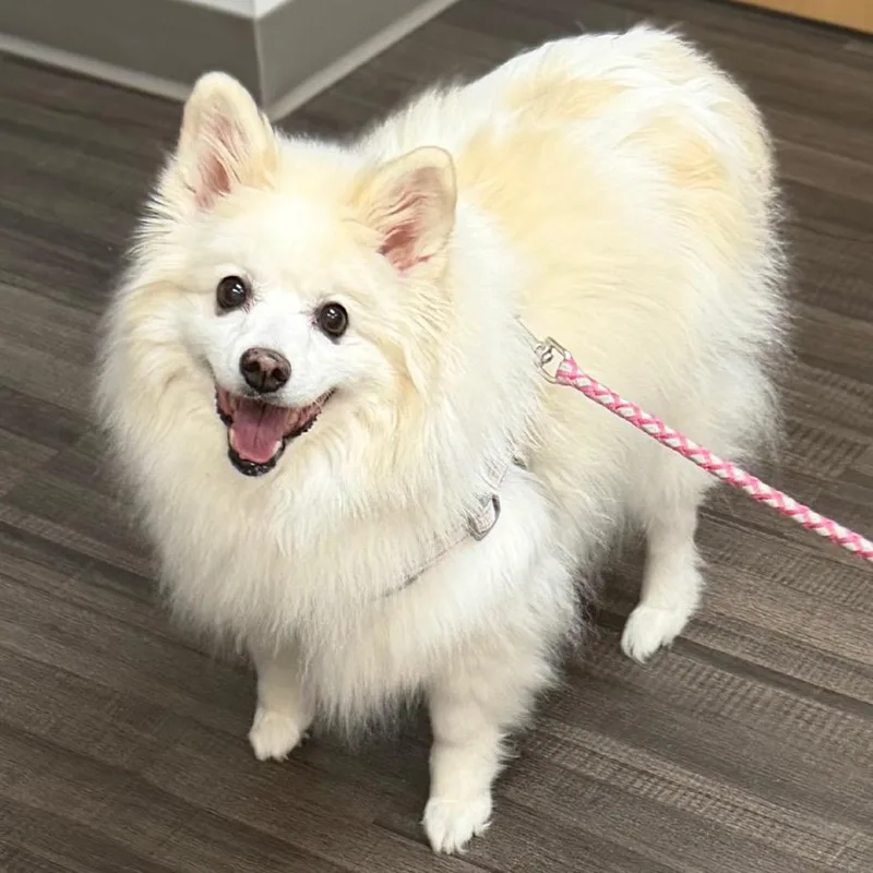 A senior small-sized female Mixed Breed dog named Nala for adoption in Sarasota, FL