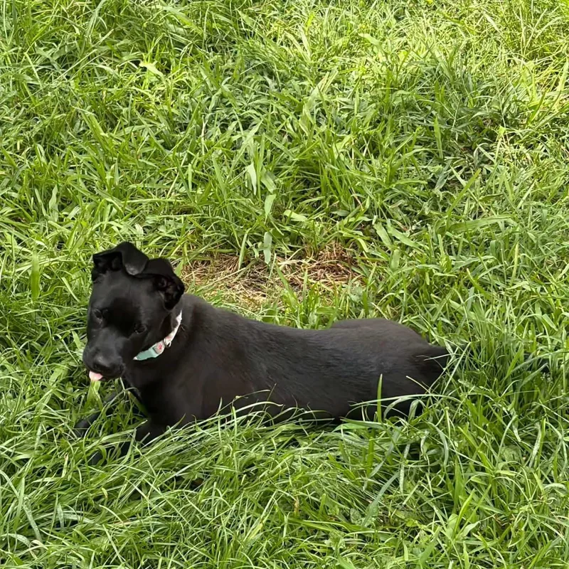 A baby medium-sized female American Staffordshire Terrier dog named Serena for adoption in Whitestone, NY