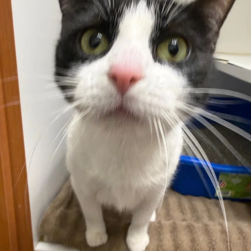 An adult medium-sized female Black & White / Tuxedo Domestic Short Hair cat named Maggie Moo for adoption in Bloomfield, CT
