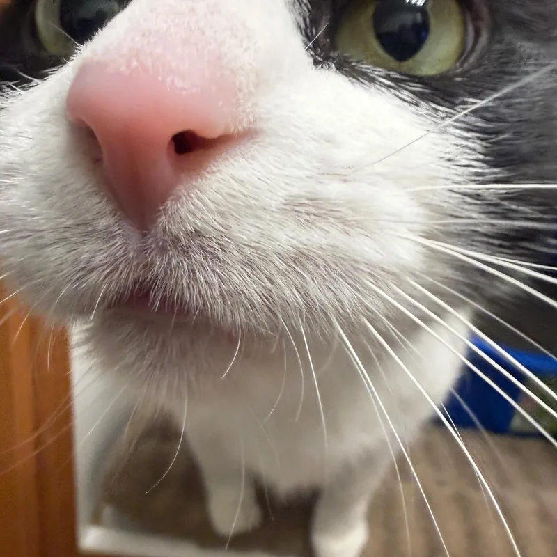 Maggie Moo thumbnail 4