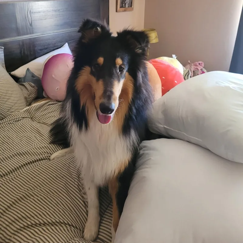 An adult large-sized male Tricolor (Brown, Black, & White) Collie dog named Doc for adoption in Riverside, CA