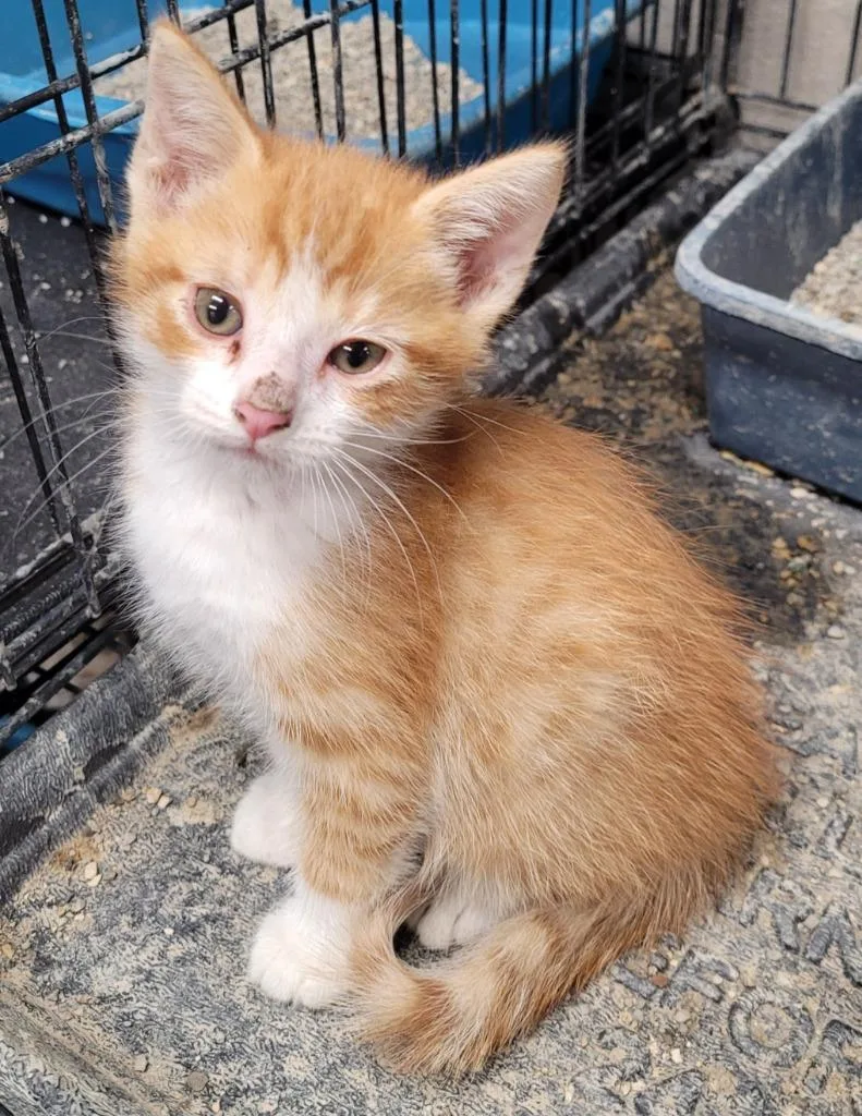 A baby small-sized male Domestic Short Hair cat named Nixon for adoption in Hopkinsville, KY
