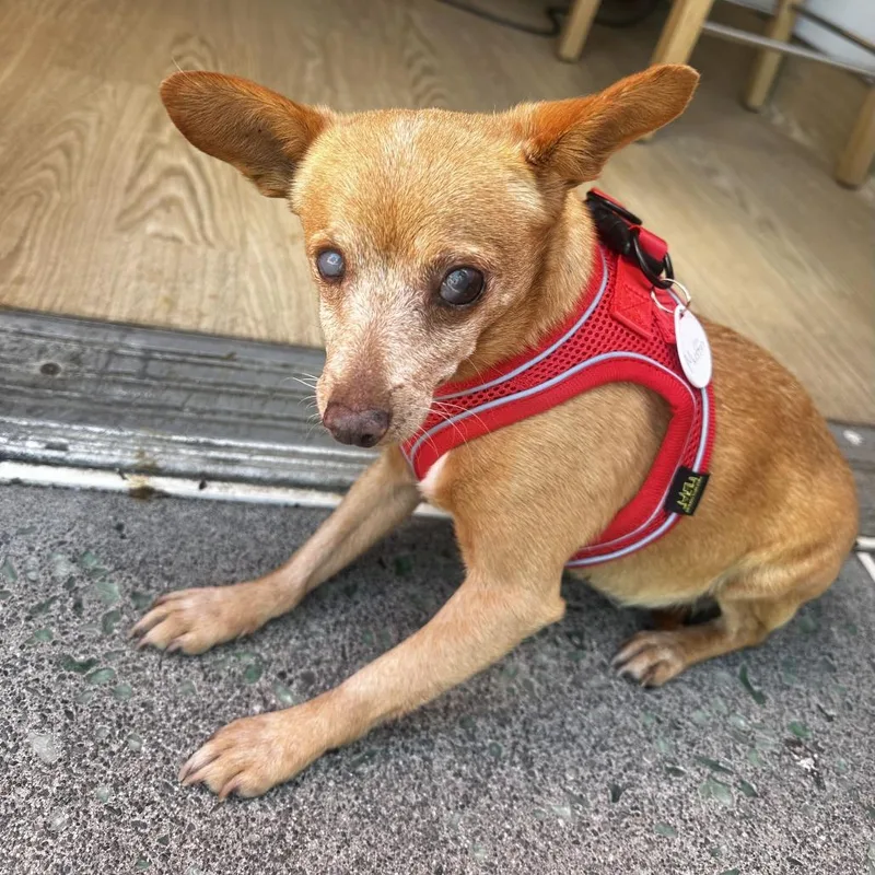A senior small-sized female Yellow / Tan / Blond / Fawn Chihuahua dog named Muffin for adoption in San Francisco, CA