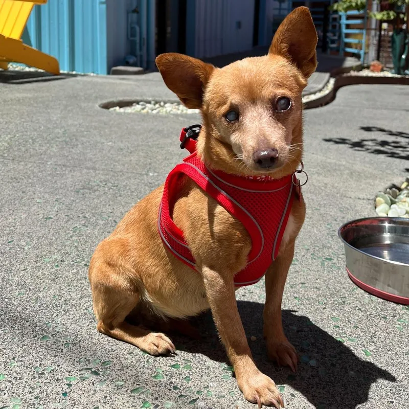 Muffin thumbnail 6