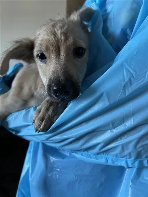 A baby small-sized male Terrier dog named Odin for adoption in San Antonio, TX
