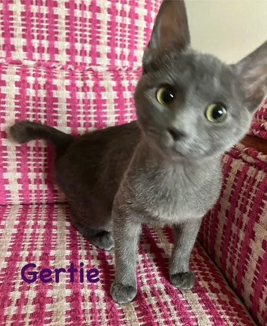 Gertie