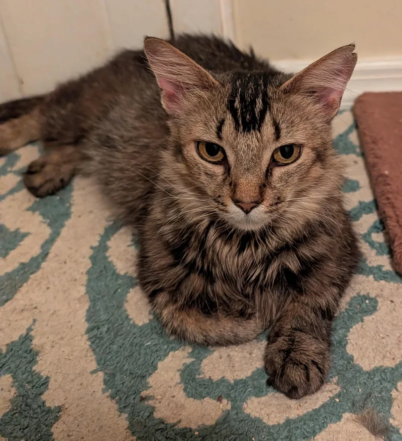 An adult large-sized female Domestic Long Hair cat named Sophie for adoption in Succasunna, NJ