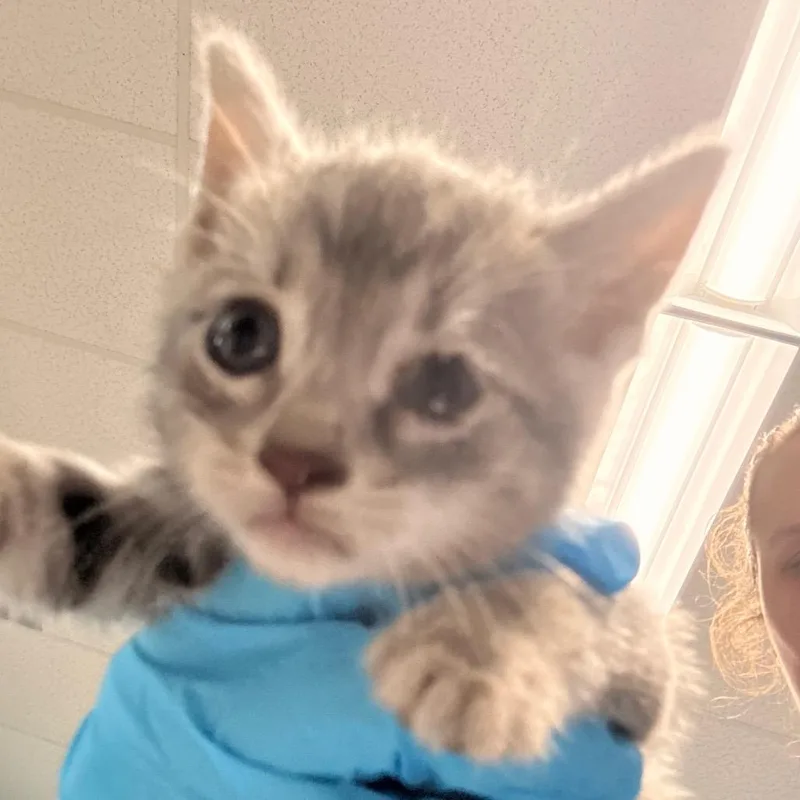 A baby small-sized female Brown / Chocolate Domestic Short Hair cat named Joniee for adoption in St. Louis, MO