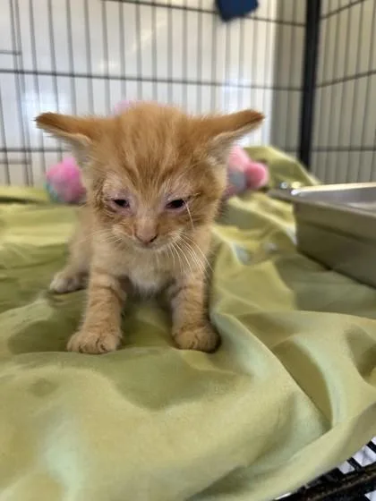 A baby medium-sized male Domestic Short Hair cat named Kellogg for adoption in West Memphis, AR