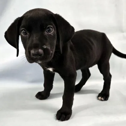 A baby large-sized female Labrador Retriever dog named Trek for adoption in Morton Grove, IL