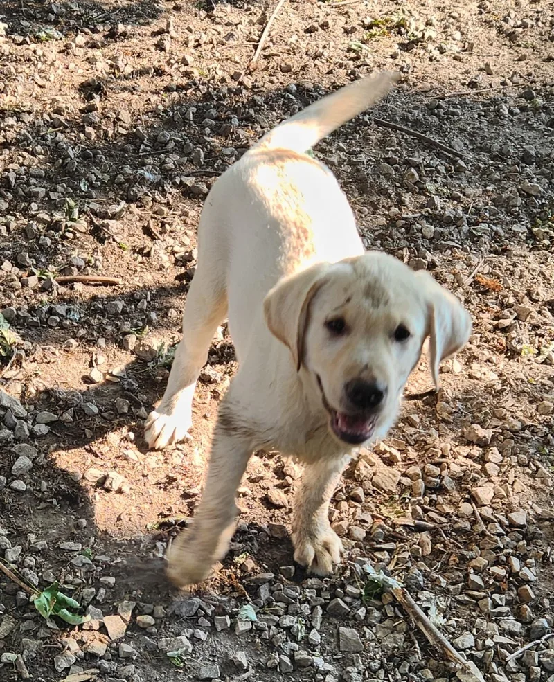 Blossom thumbnail 3