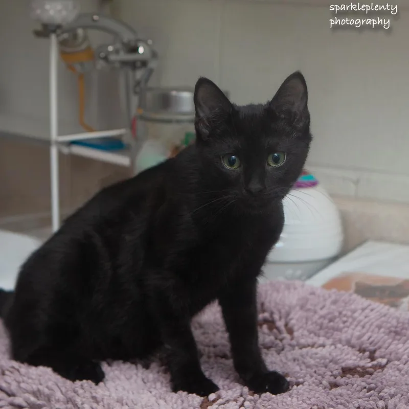 A baby medium-sized male Black Domestic Short Hair cat named Cinque for adoption in Ridgefield, CT
