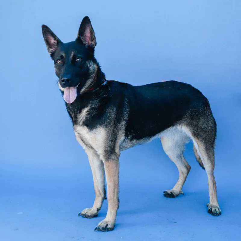 An adult large-sized female German Shepherd Dog dog named Couture for adoption in Pasadena, CA