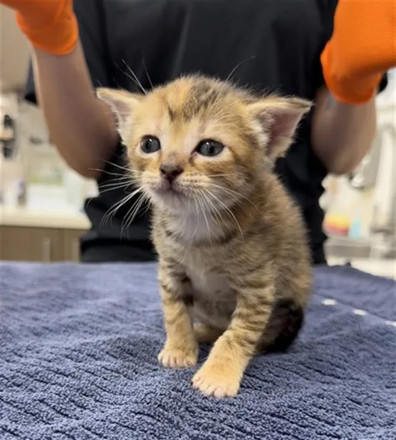 A baby small-sized female Domestic Short Hair cat named Pepa for adoption in Baytown, TX