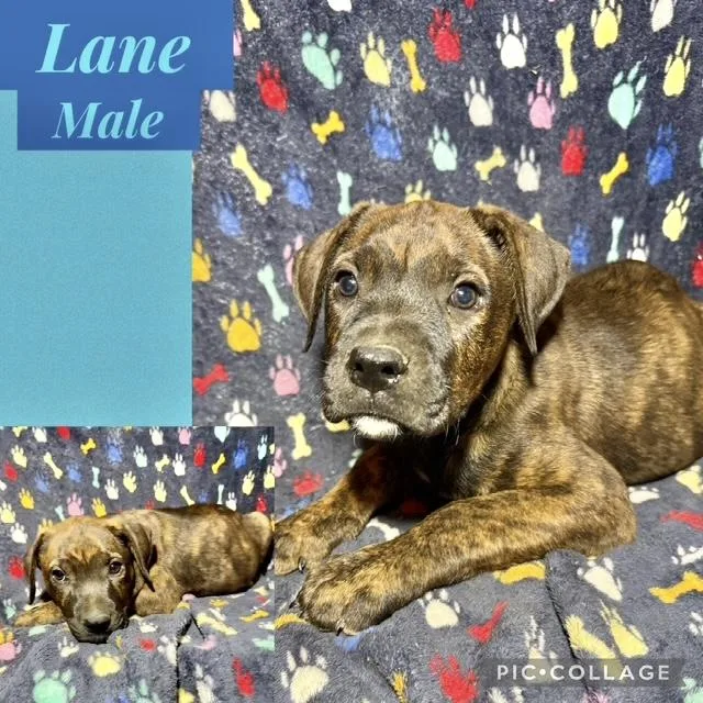 A baby medium-sized male Catahoula Leopard Dog dog named Lane for adoption in Manchester, CT