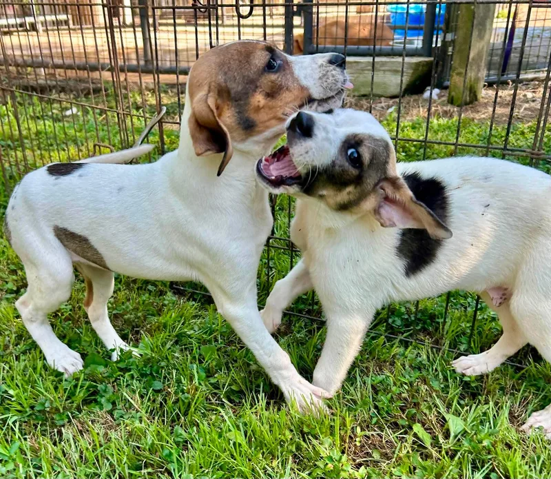 A baby medium-sized female White / Cream Labrador Retriever dog named Moana for adoption in Watertown, CT