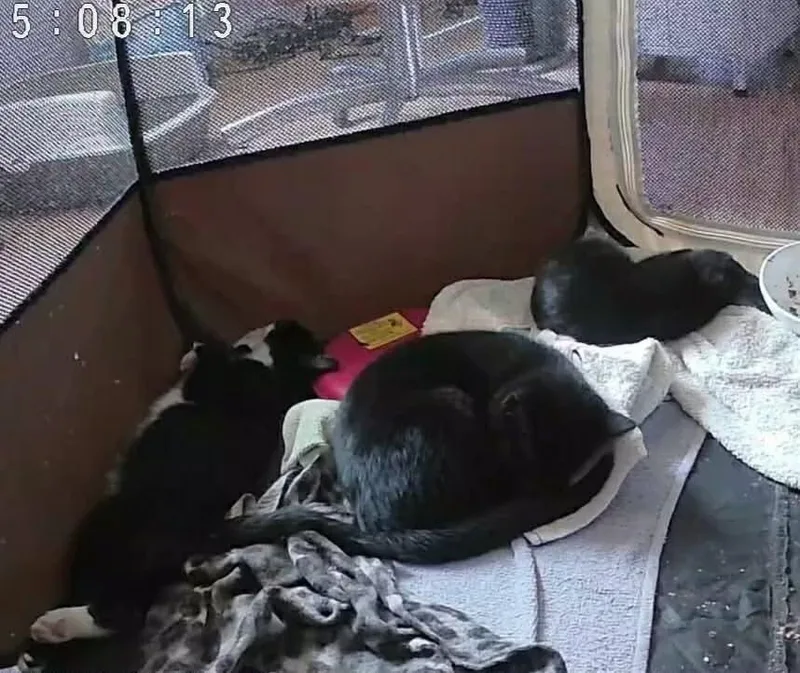 A baby small-sized male Domestic Short Hair cat named Valentine for adoption in Chicago, IL