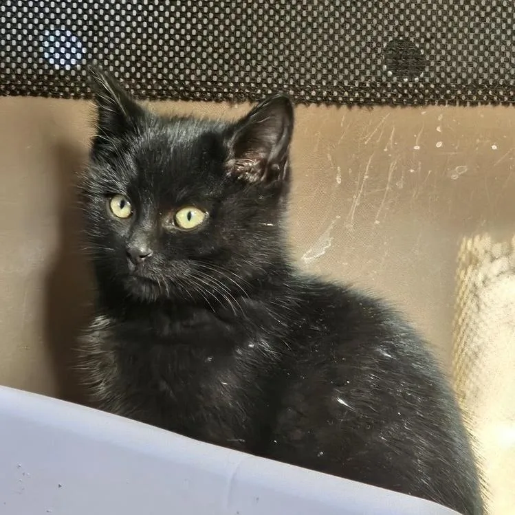 Valentine thumbnail 2