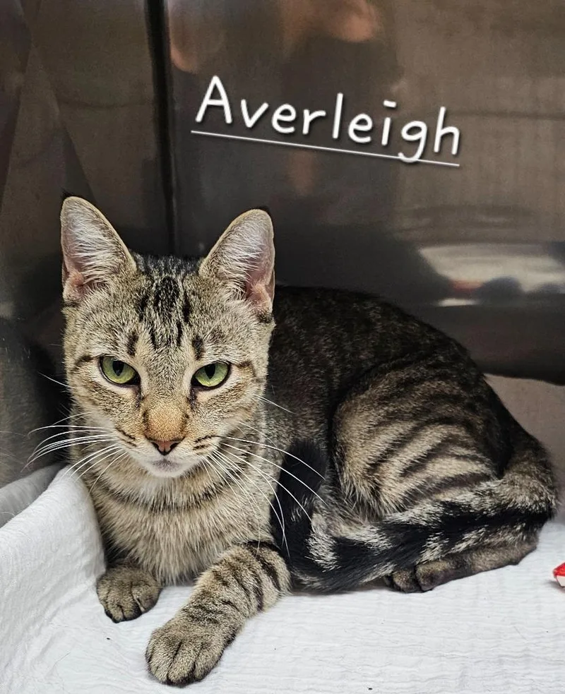 An adult medium-sized female Domestic Short Hair cat named Averleigh for adoption in Jim Thorpe, PA