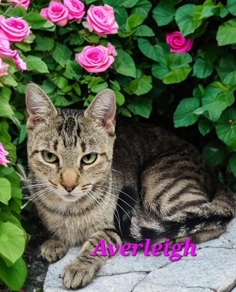 Averleigh thumbnail 2