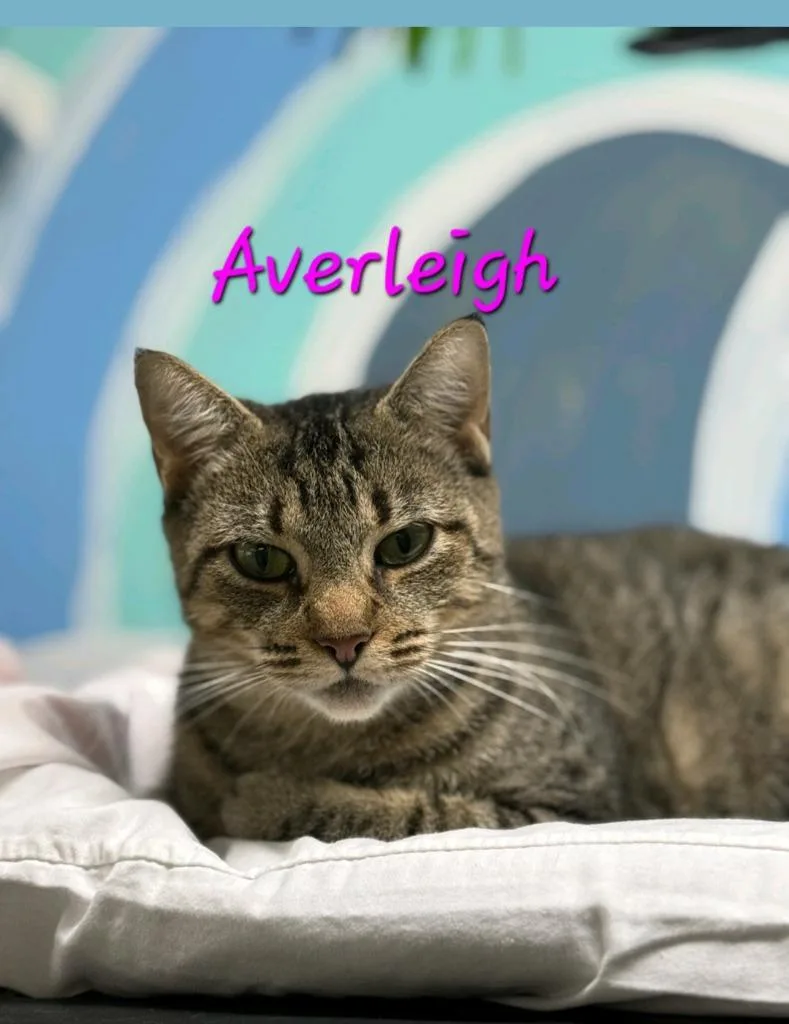 Averleigh thumbnail 3