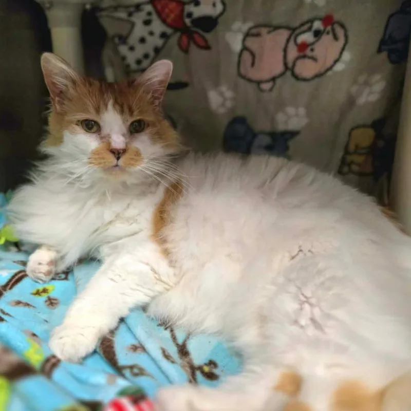 A senior large-sized male Domestic Long Hair cat named Turbo for adoption in Hinsdale, IL