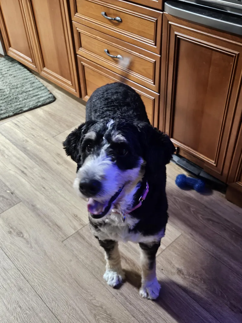 An adult medium-sized female Tricolor (Brown, Black, & White) Bernedoodle dog named Bella for adoption in Martinsville, IN