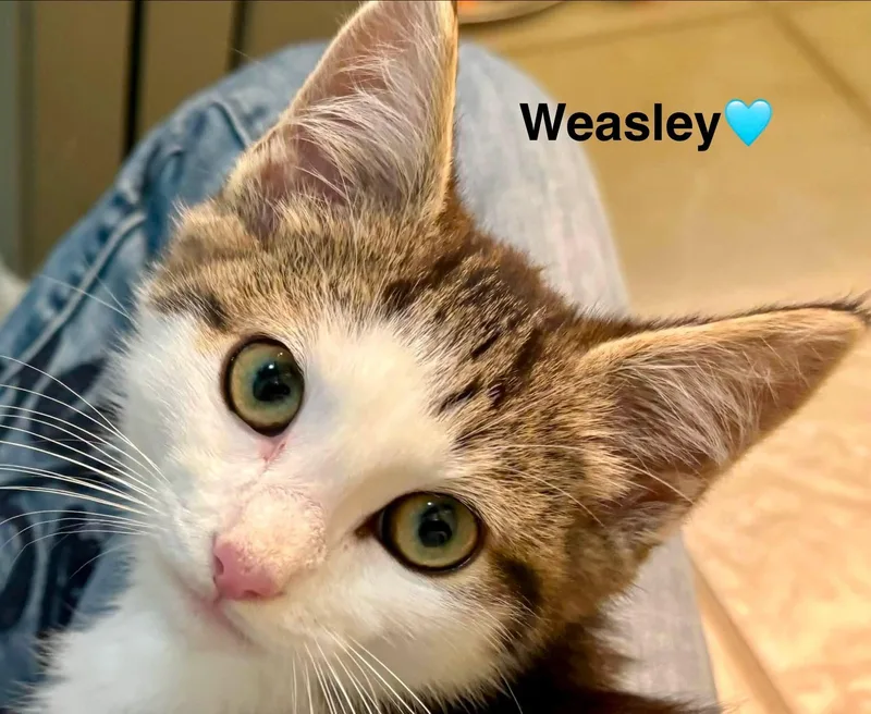Weasley thumbnail 2