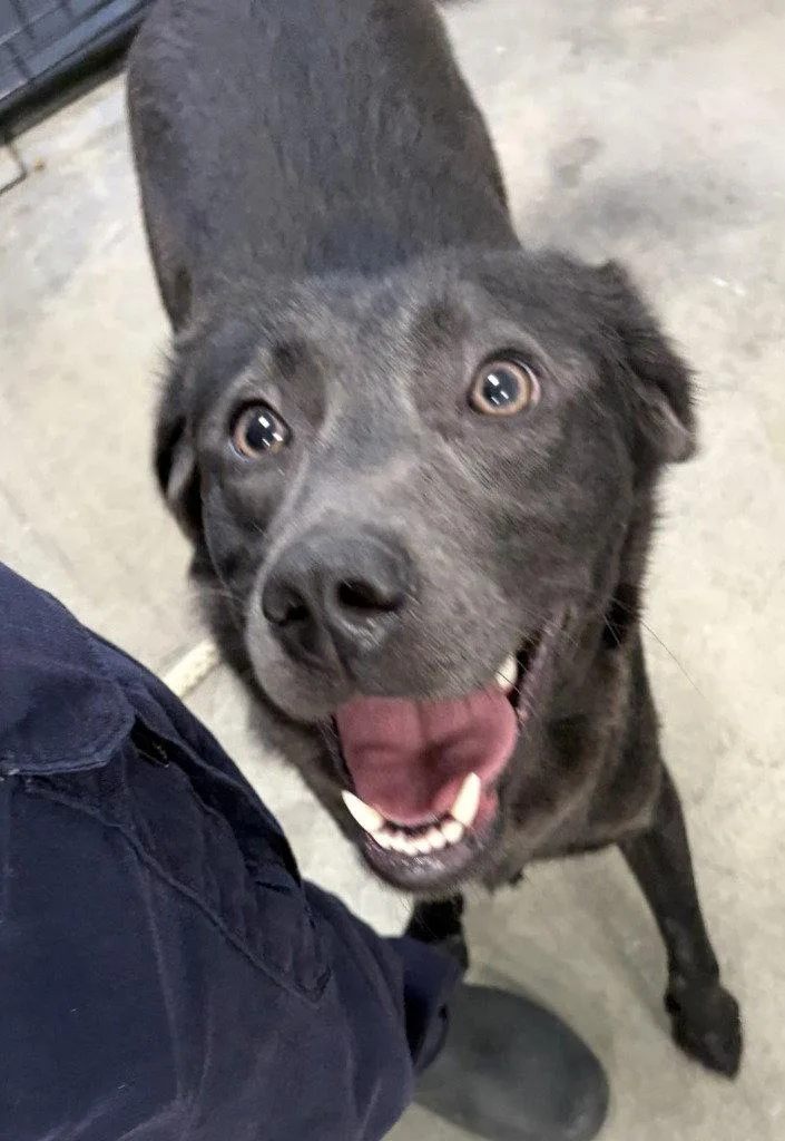 A young large-sized female Labrador Retriever dog named DI  Phoebe for adoption in Glen Allen, VA