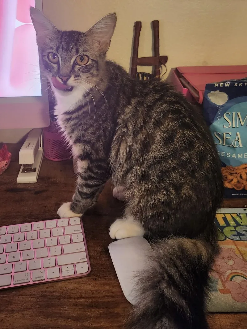 A baby medium-sized female Tabby (Gray / Blue / Silver) Tabby cat named Habibi for adoption in Oakley, CA