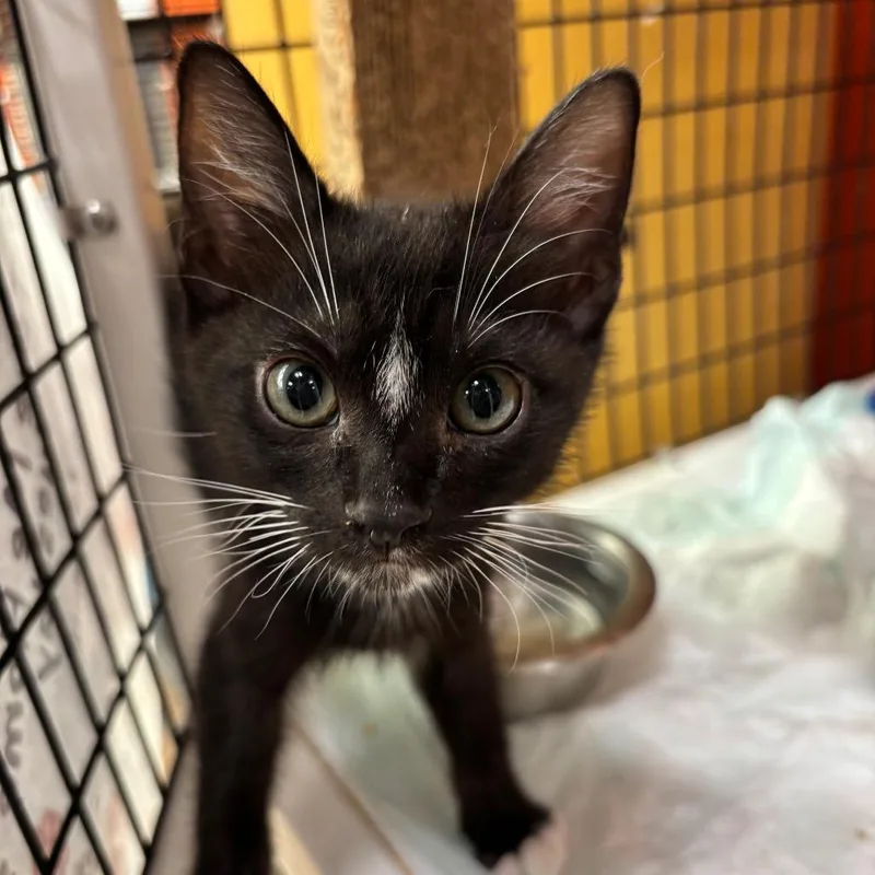 A baby small-sized male Black Domestic Short Hair cat named Shadow for adoption in Westminster, CA