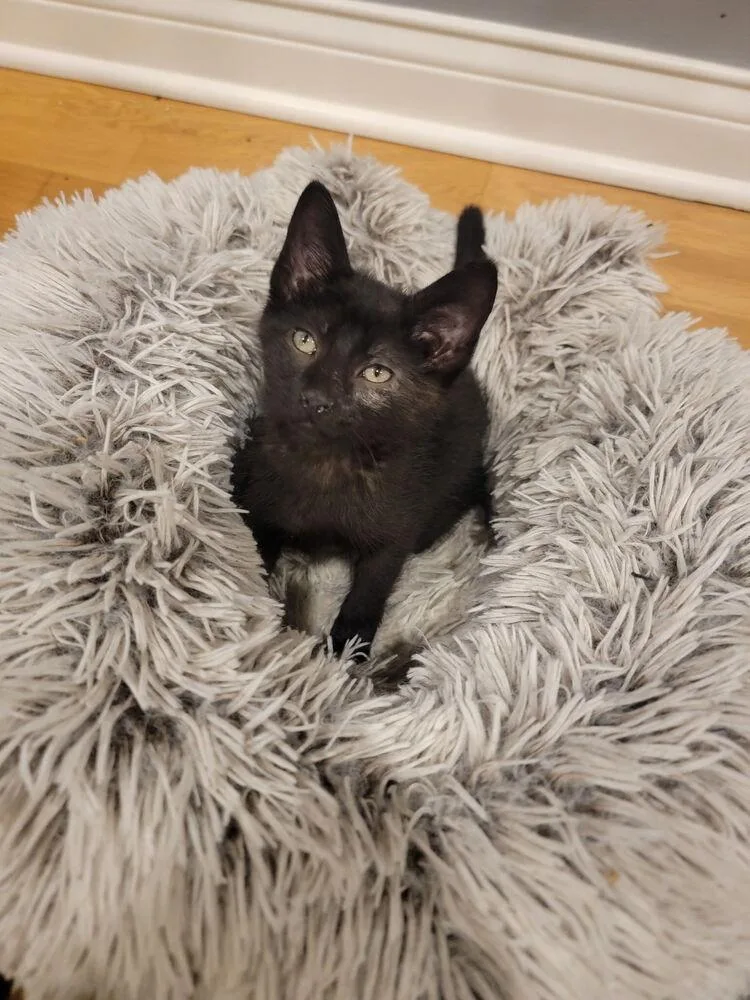 A baby small-sized male Black Domestic Short Hair cat named Wizard for adoption in Palatine, IL