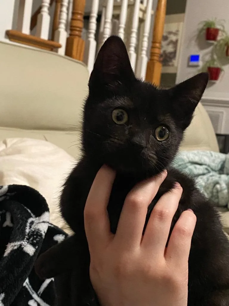 A baby medium-sized male Domestic Short Hair cat named Tsuki for adoption in Johnson City, TN