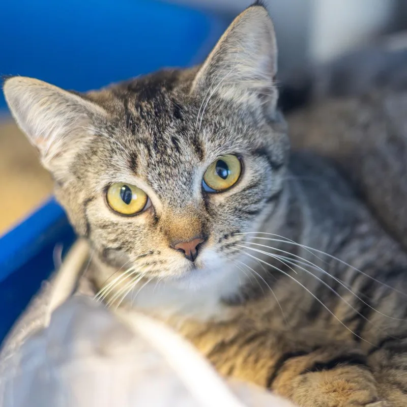 A young medium-sized female Brown / Chocolate Domestic Short Hair cat named Lucy for adoption in Newark, DE