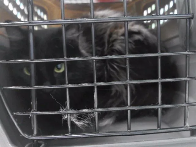 An adult medium-sized female Domestic Long Hair cat named Ada for adoption in Omaha, NE